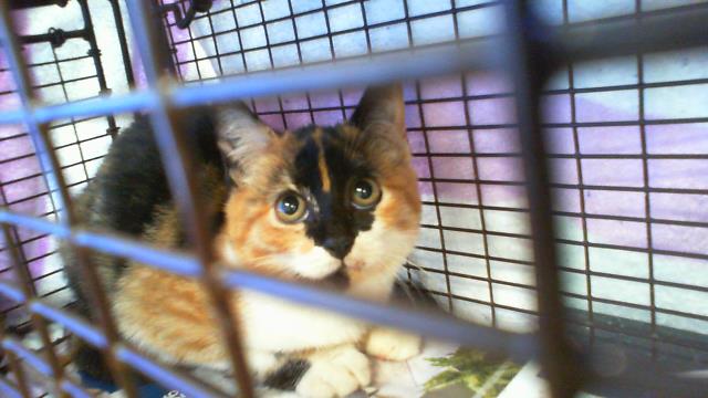 Adoptable Cat