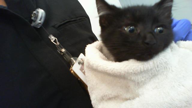 Adoptable Cat
