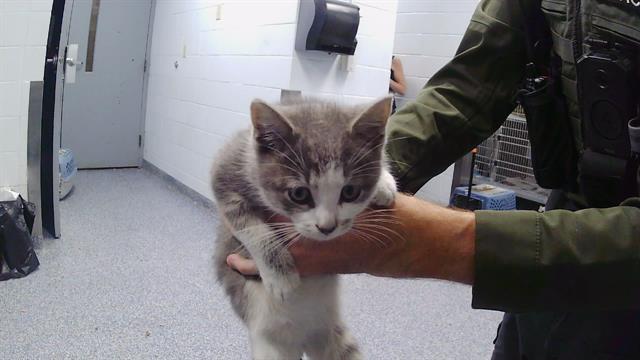 Adoptable Cat