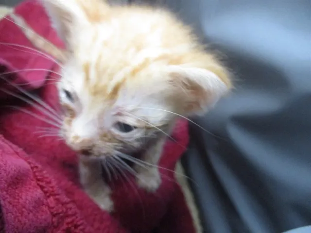 Adoptable Cat