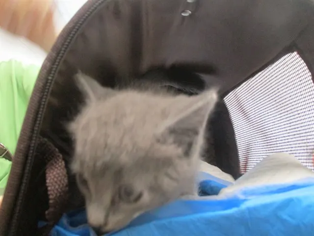 Squeak