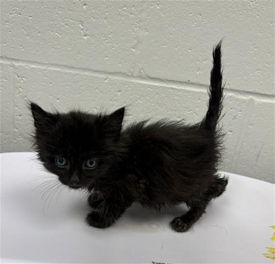 Merlin