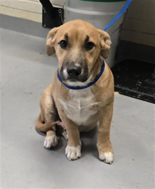 Adoptable Dog
