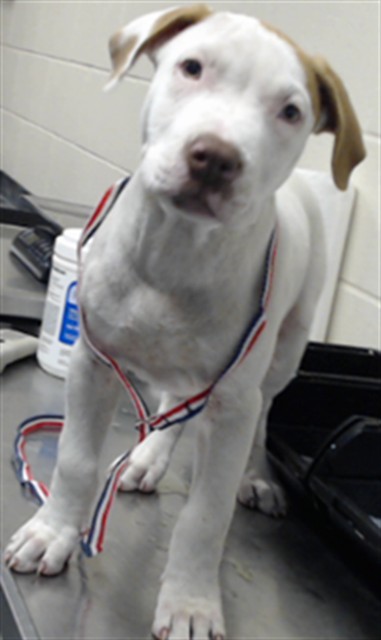 Adoptable Dog
