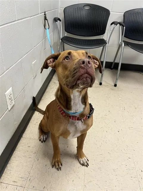 Adoptable Dog