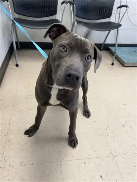 Adoptable Dog