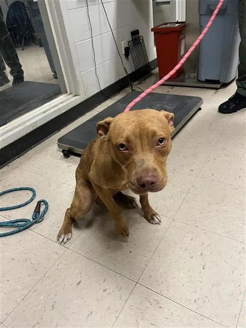 Adoptable Dog
