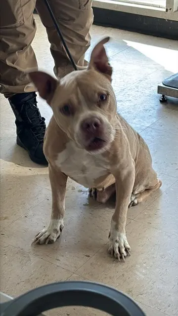 Adoptable Dog