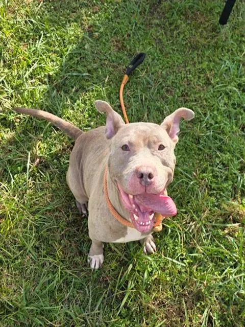 Rosie