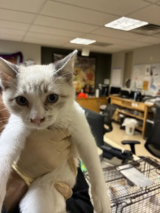 Adoptable Cat