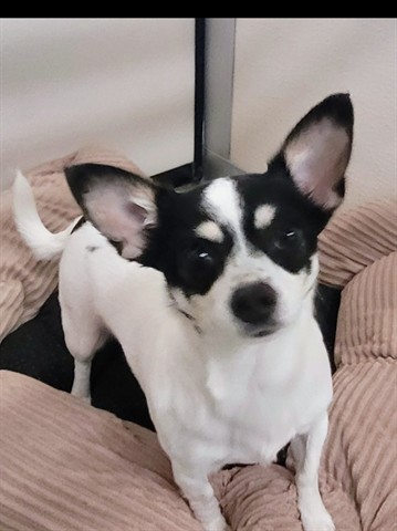 Lucy-Lou