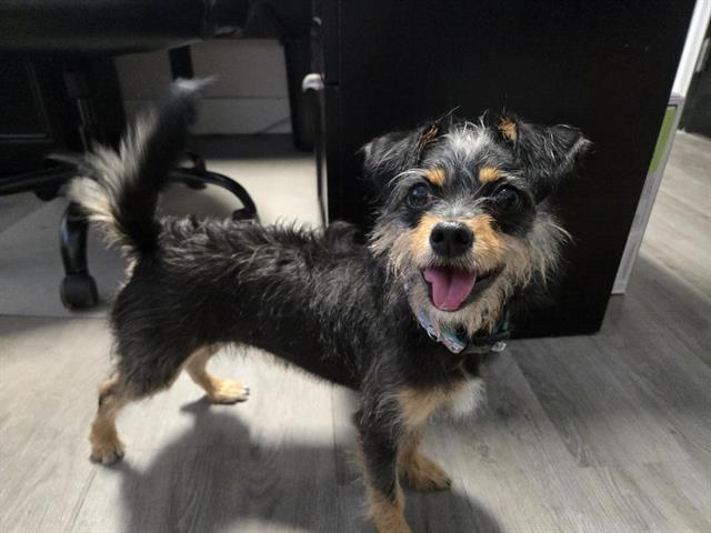 Mia