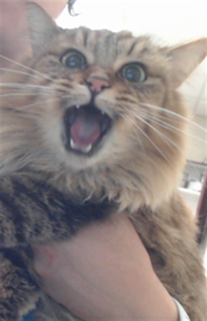 Adoptable Cat