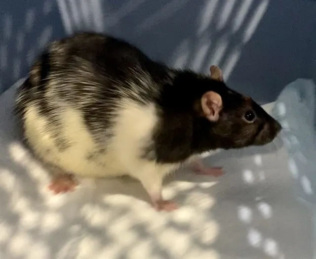 Penny