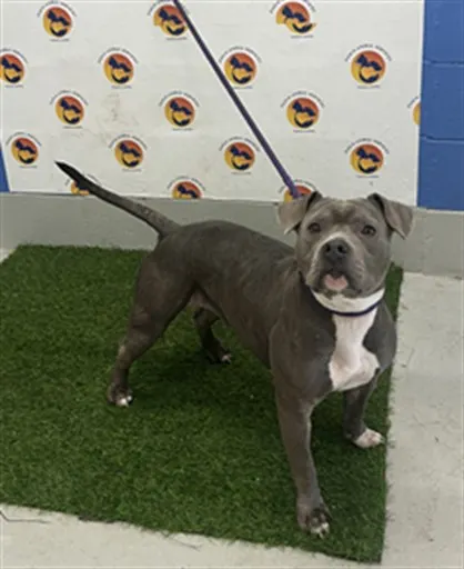 Lulu