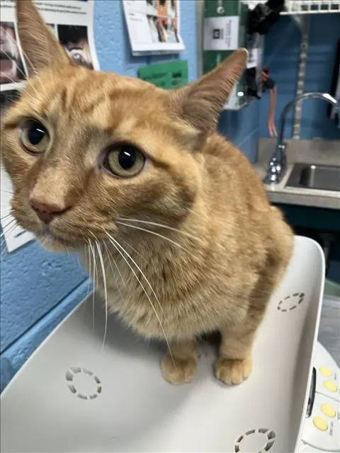 Chester