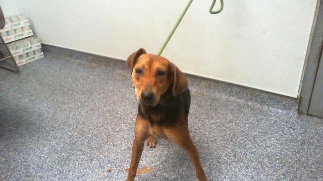 Adoptable Dog