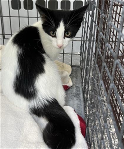 Adoptable Cat