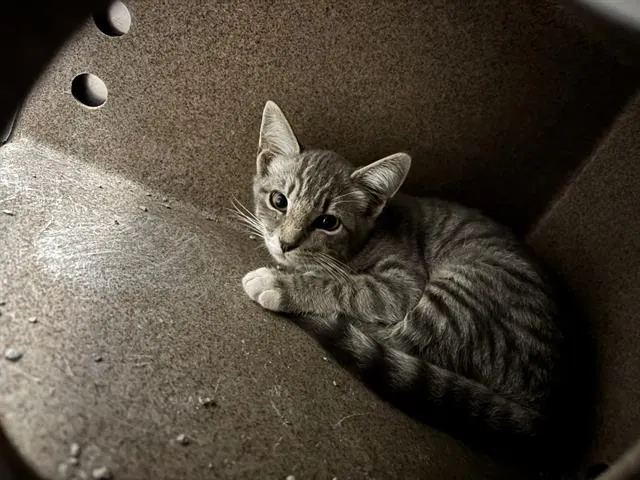 Adoptable Cat