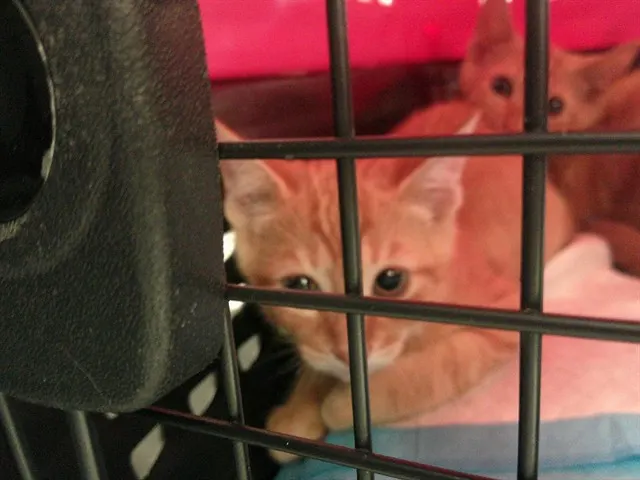 Adoptable Cat