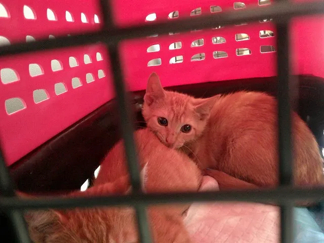 Adoptable Cat