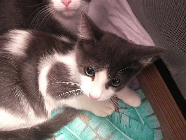 Adoptable Cat