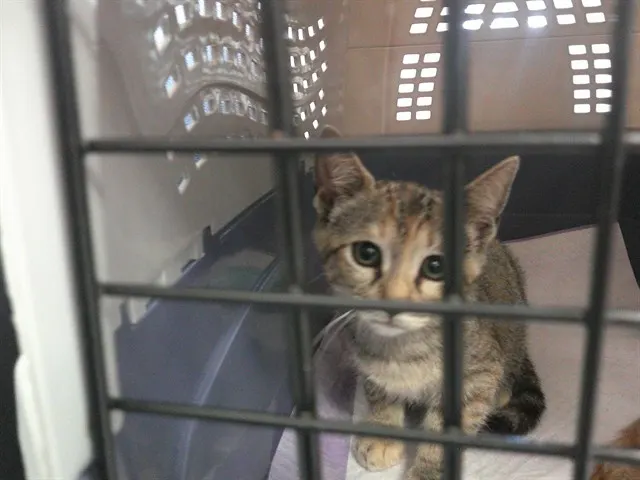 Adoptable Cat