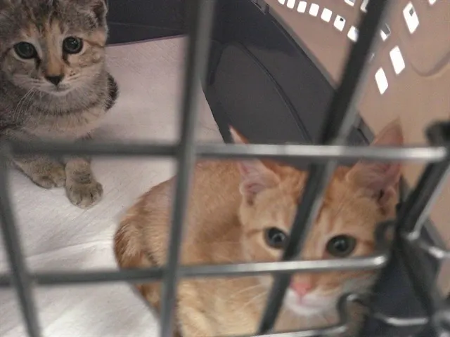 Adoptable Cat