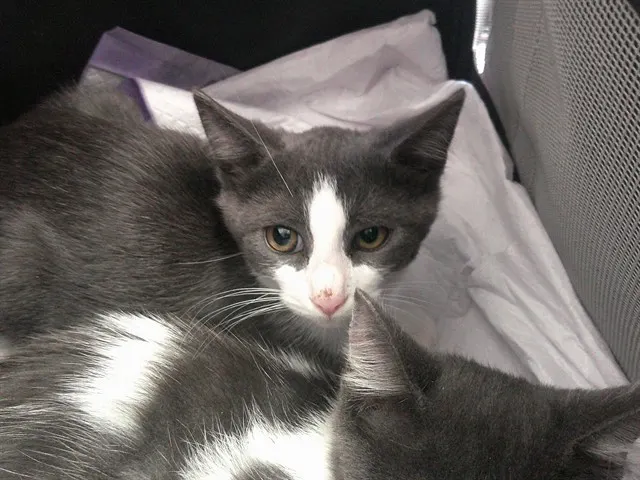 Adoptable Cat