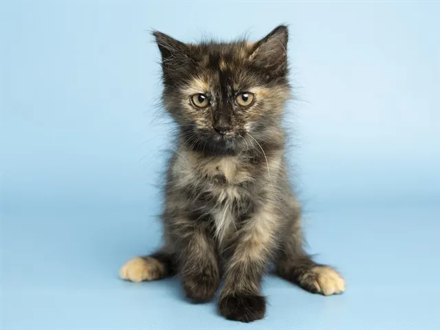 Elvira