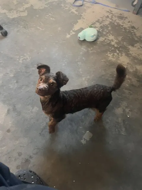 Chaka