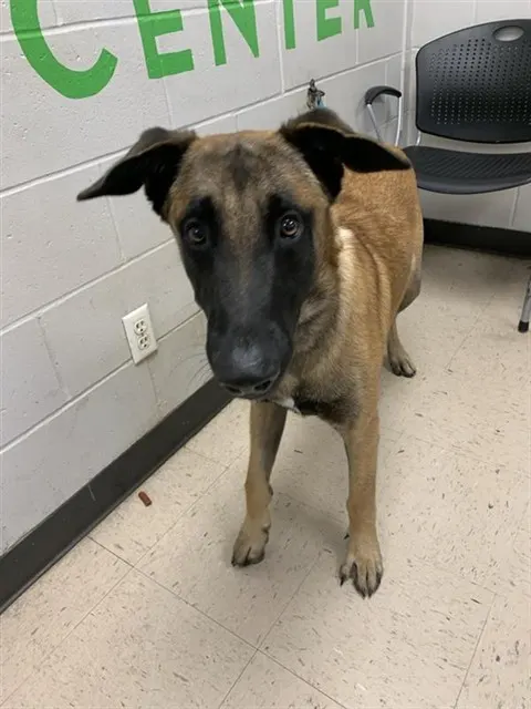 Adoptable Dog