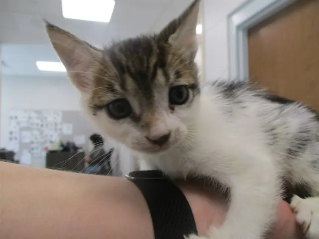 Adoptable Cat