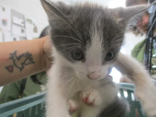 Adoptable Cat