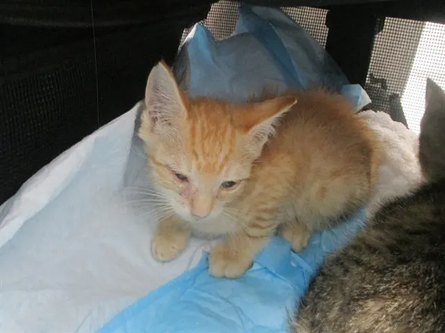 Adoptable Cat