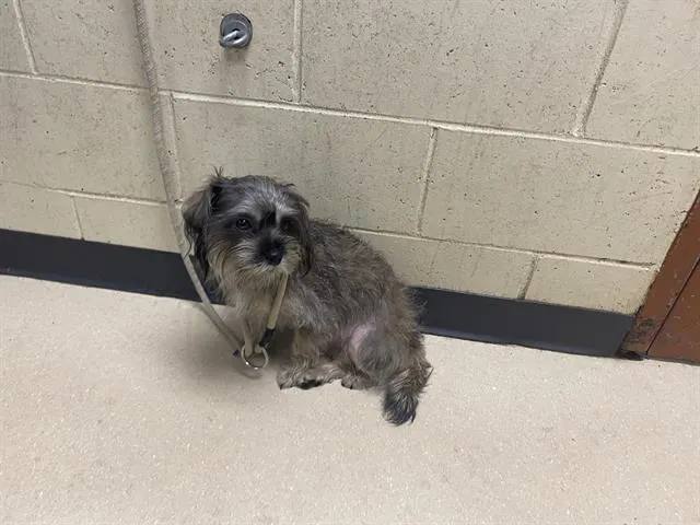 Adoptable Dog