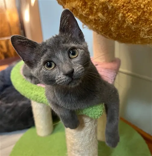 Adoptable Cat