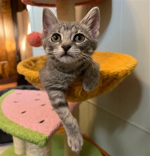 Adoptable Cat