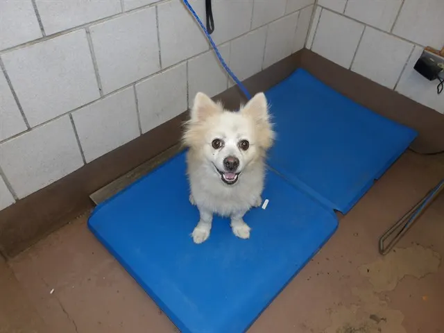 Adoptable Dog