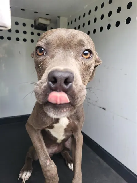 Adoptable Dog