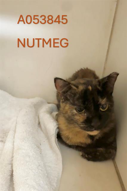 Nutmeg