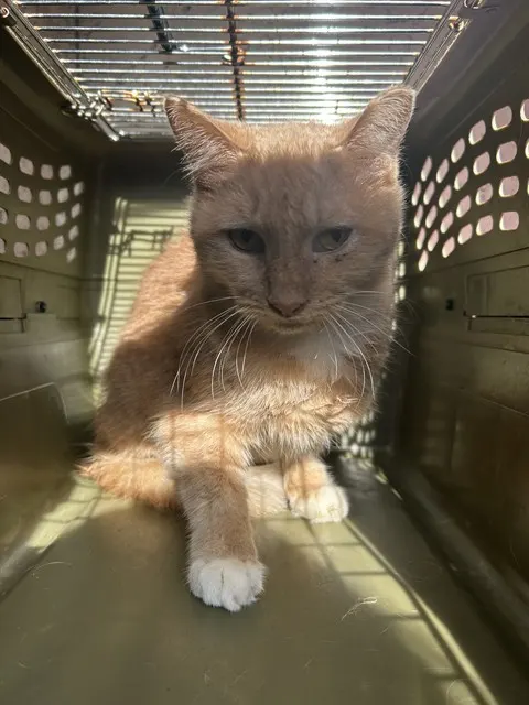 Top Cat Jr. (Tcj