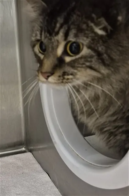 Gizmo