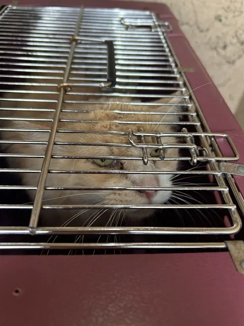 Top Cat (Tc