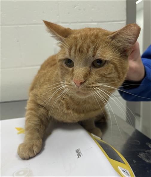 Garfield