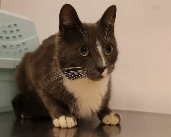 Adoptable Cat
