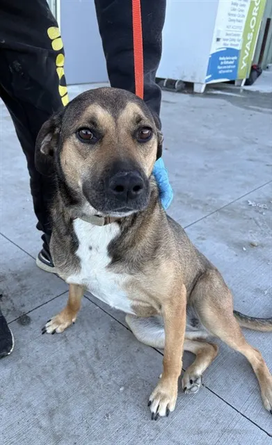 Adoptable Dog