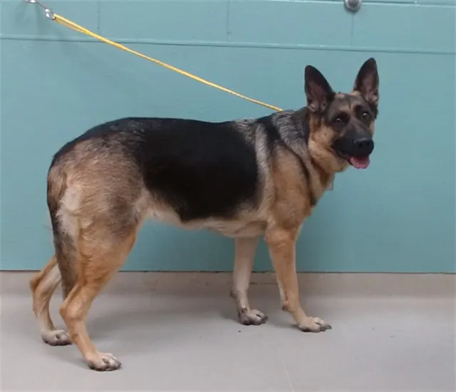 Adoptable Dog