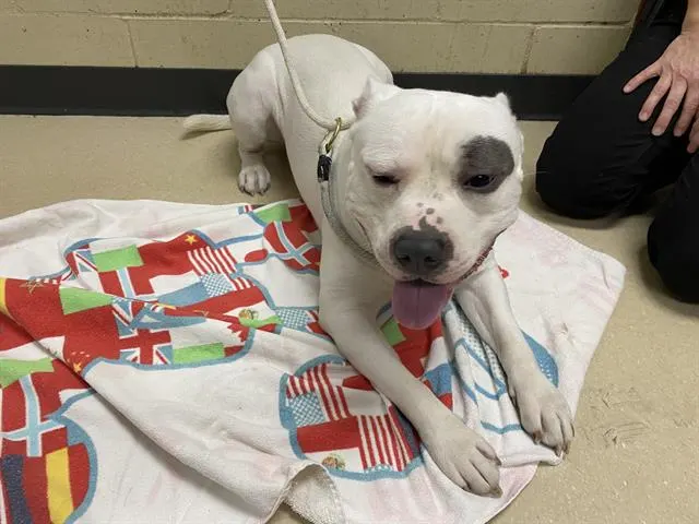 Adoptable Dog