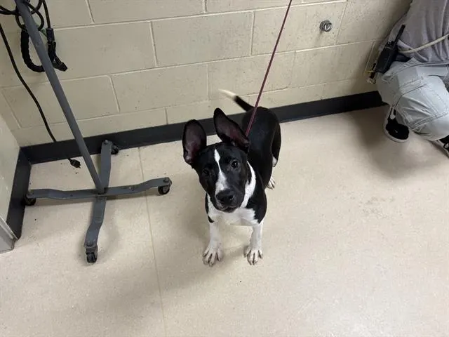 Adoptable Dog